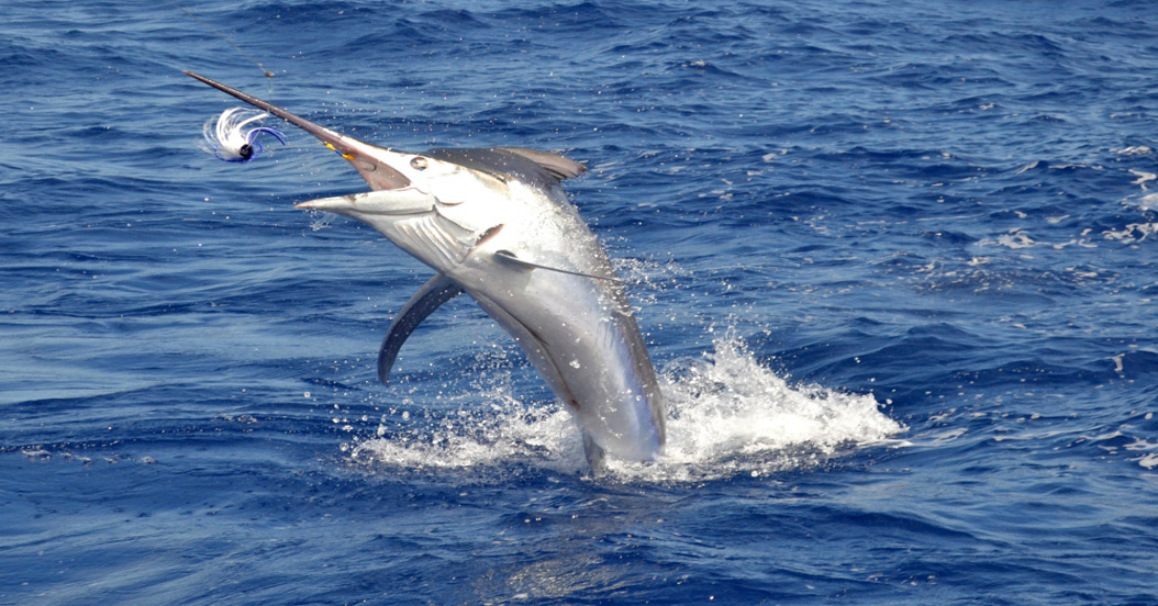 Aquila Fishing - Marlin