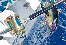 Aquila uses Shimano Tiagra reels