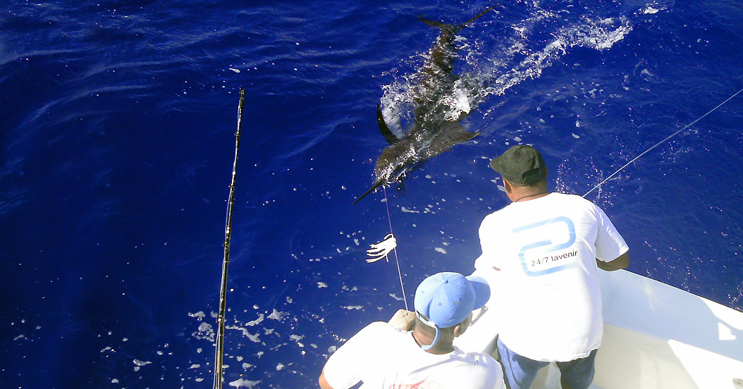 Black Marlin
